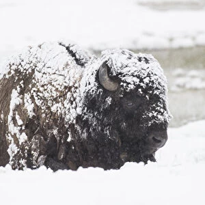 Snow covered Bison