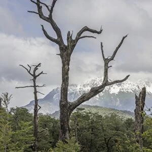 Snow-covered mountains and a dead tree, Carretera Austral, Chaiten, Los Lagos Region, Chile