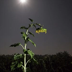 Solitary sunflower one night with the full moon
