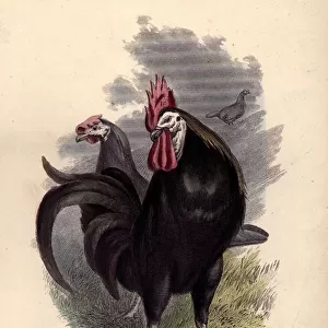 Spanish Cock