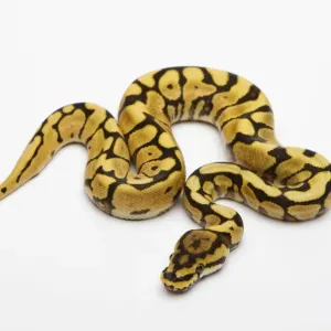 Spider Phantom Yellow Belly Ball Python Print Spider Phantom Yellow Belly Ball Python Print