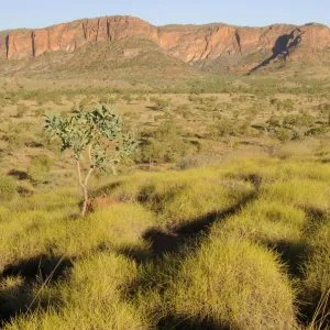 Spinifex grass in the Purnululu National Park, Bungle Bungle, Australia