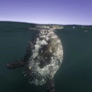 Split view of an ocean sunfish feeding at the surface, just outside Langebaan Harbour, South Africa