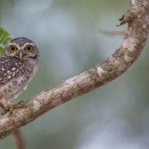 Spotted Owlet