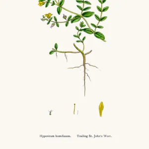 St Johns wort medicinal antidepressant plant