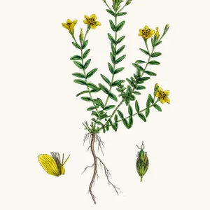 St Johns wort medicinal antidepressant plant