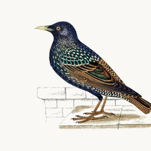 Starling Bird