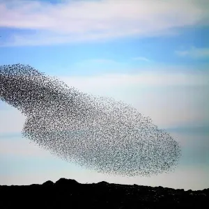 Starling murmuration