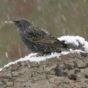 Starling -Sturnus vulgaris-