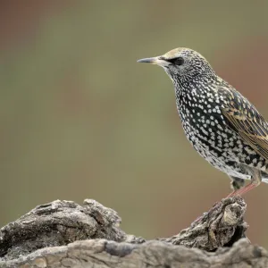 Starling -Sturnus vulgaris-