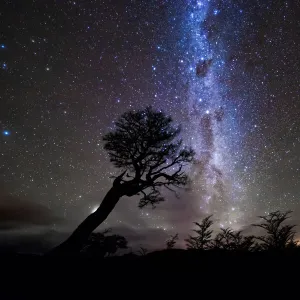 Starry Night Over forest in Patagonia, Argentina