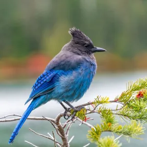 Beautiful Bird Species Premium Framed Print Collection: Blue Jay Bird (Cyanocitta cristata)