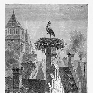 Storks Nesting on Chimneys in Strasburg, Strasbourg, Germany, Circa 1887