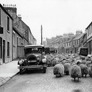 Street Sheep