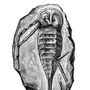 Stylonurus powriei fossil