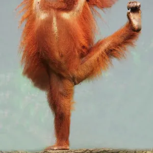 Sumatra Orang Utan showing funny pose