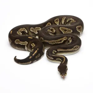 Super Black Head Ball Python Print Super Black Head Ball Python Print