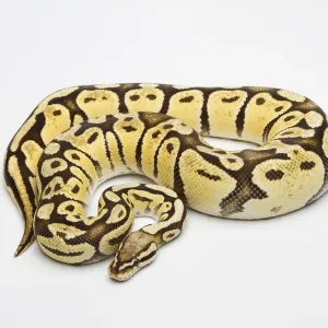 Super Pastel Vanilla Ball Python Print Super Pastel Vanilla Ball Python Print