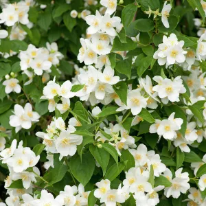 Sweet Mock-orange or English Dogwood -Philadelphus coronary-, flowers, ornamental shrub, Thuringia, Germany