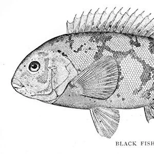 Palmer Illustrated Collection Premium Framed Print Collection: Historical Fish Engravings