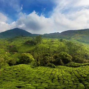 Tea plantation in India