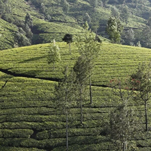 Tea plantations with trees in the highlands around Munnar, Western Ghats, Kerala, India, South Asia, Asia