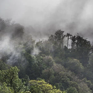 Temperate rain forest and fog, Cisnes, Aysen Province, Chile
