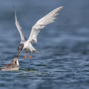 Tern Feeding