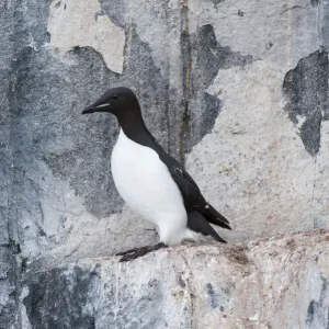 Thick-billed Murre or Bruennichs Guillemot -Uria lomvia- at the bird cliffs of Alkefjellet, Hinlopenstretet, Spitsbergen Island, Svalbard Archipelago, Svalbard and Jan Mayen, Norway