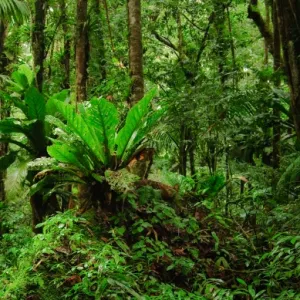 Thick jungle near the top of Gros Piton, Saint Lucia