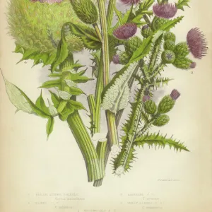 Portraits Collection: Botanical illustrations