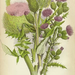 Botanical illustrations Canvas Print Collection: Floral artwork