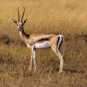 Thomson Gazelle in the grass