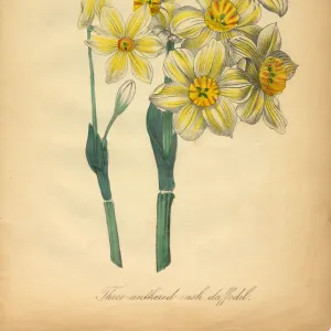 Three-anthered rush Daffodil Victorian Botanical Illustration