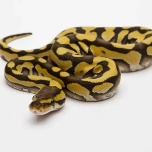 Tiger Phantom Ball Python Print - Royal Python Tiger Phantom Ball Python Print - Royal Python