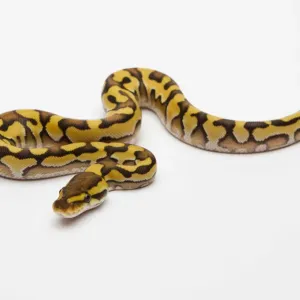 Tiger Phantom Yellow Belly Ball Python Print Tiger Phantom Yellow Belly Ball Python Print