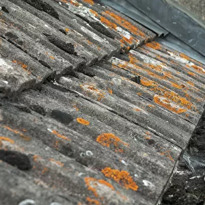 Tiled roof, clogged guttering, orange lichen growth on tiles