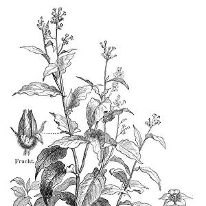 Tobacco plant engraving 1895