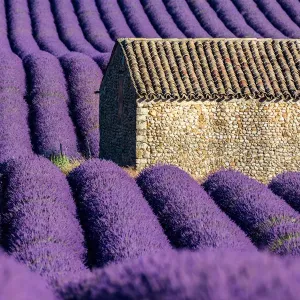 Lavender Fields of Provence Print Lavender Fields of Provence Print