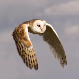 Barn Owl in Flight Print: Wings Down Against Sky Barn Owl in Flight Print: Wings Down Against Sky