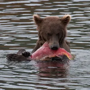 Brown Bear Eating Sockeye Salmon Print Brown Bear Eating Sockeye Salmon Print