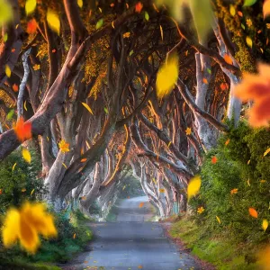 Fine Art Print of The Dark Hedges, Northern Ireland Fine Art Print of The Dark Hedges, Northern Ireland