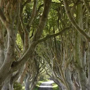 Dark Hedges Beech Trees Print Dark Hedges Beech Trees Print