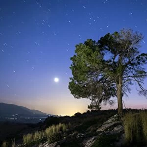 Tree in the top of a mountain with full moon