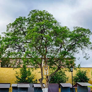 A tree in Queretaro, Mexico