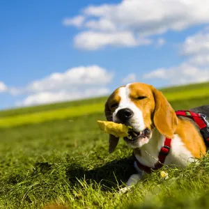 Tricolour Beagle, male chewing on an object