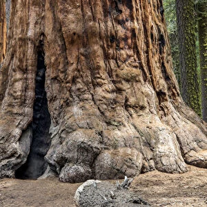 Trunk of a Sequoia tree -Sequoioideae-, Porterville, Sequoia National Park, California, United States