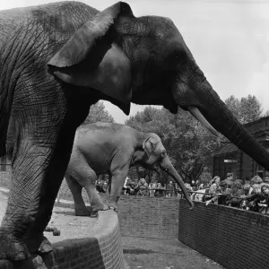 Trunk Stretching