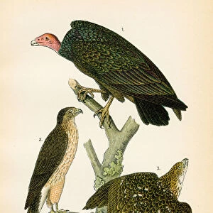 Turkey vulture and hawk bird lithograph 1890
