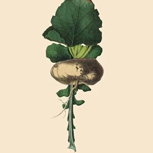 Turnip, Root Crops and Vegetables, Victorian Botanical Illustration